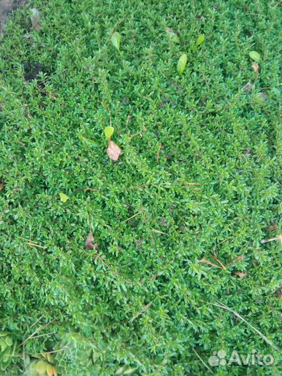 Тимьян ползущий мини сорт