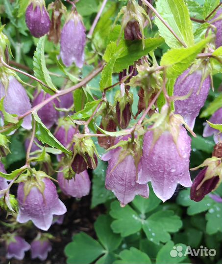 Колокольчик точечный