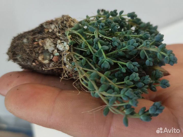 Седум очиток sedum суккуленты