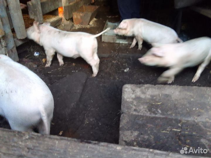 Поросенок ландрас