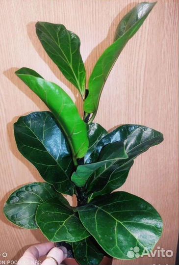 Лирато бамбино фикусы