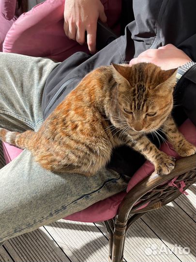 Бенгальская кошка