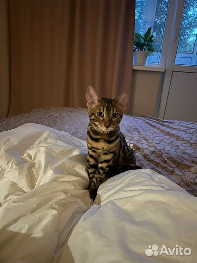 Бенгальский кот вязка