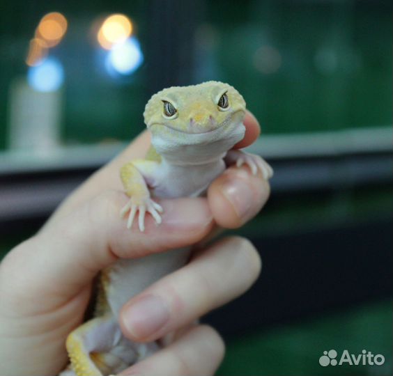 Геккон эублефар