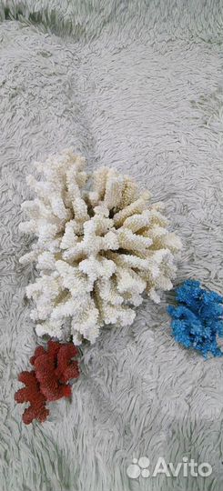 Кораллы и морские раковины