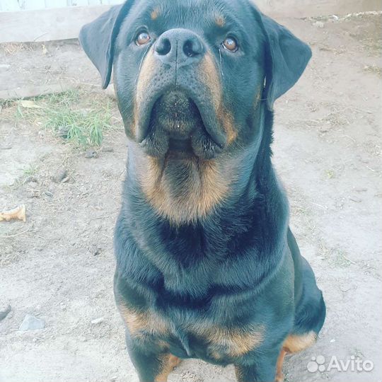 Вязка ротвейлер