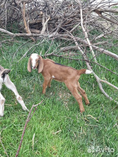 Англо-нубийские козлики