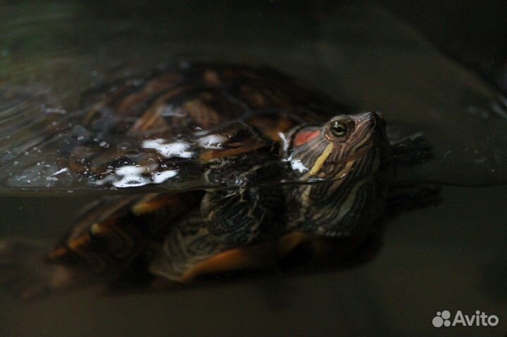 Красноухая черепаха с аквариумом и тумбой