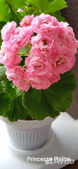 Пеларгония герань сортовая