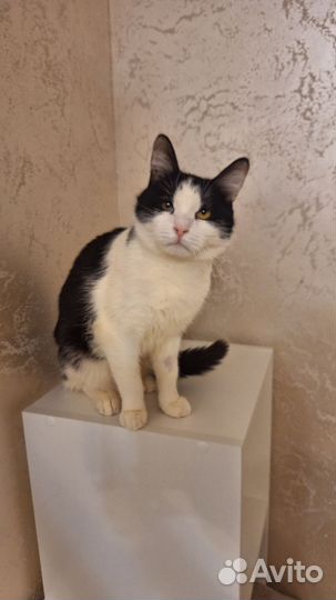 Котик Тавик