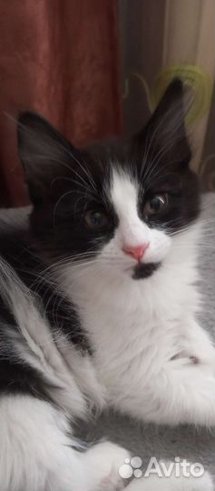 Котенок в добрые руки