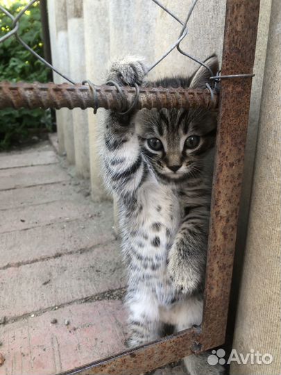 Котенок в добрые руки