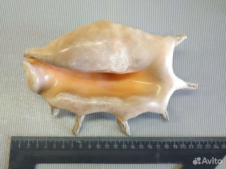 Морские раковины