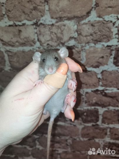 Крыса - ушастое трио