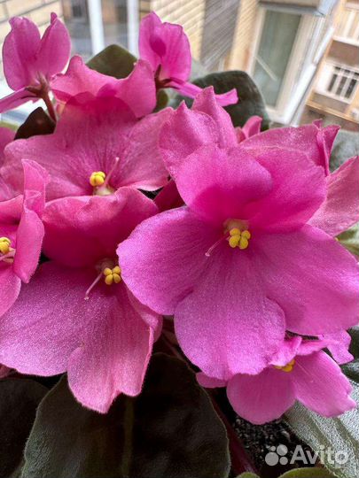 Домашние цветы - фиалки, толстянка