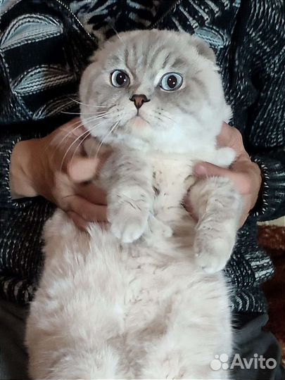 Шотландский Красавчик