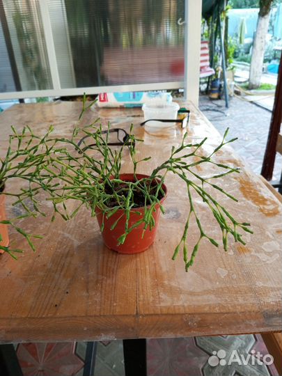 Комнатные цветы хатиора