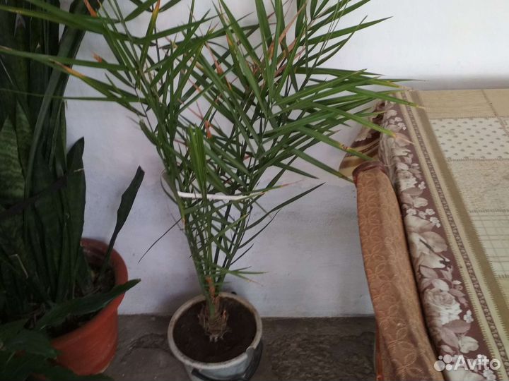 Комнатные цветы