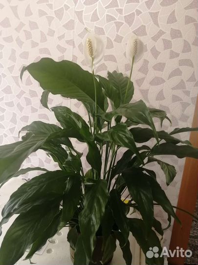 Комнатные цветы