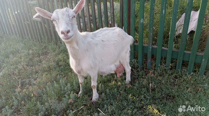 Продам - козла,козу,козлят