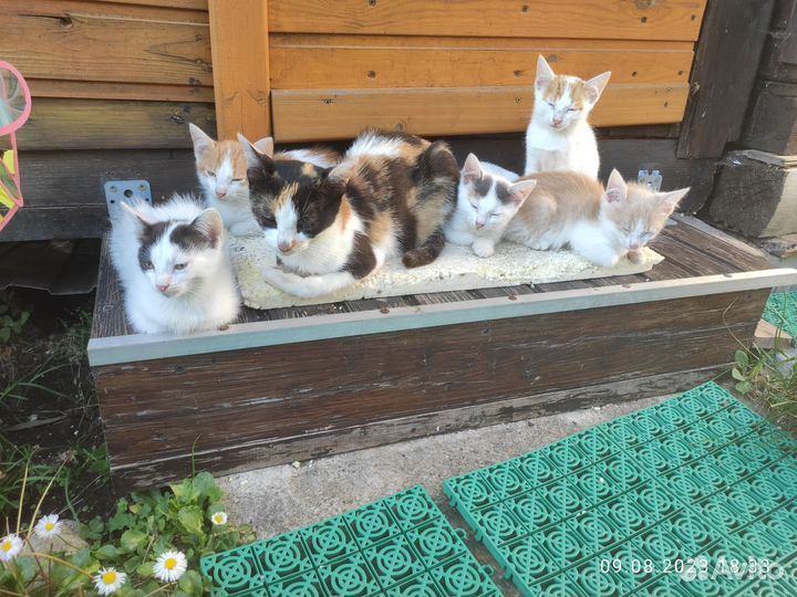 Котята в добрые руки