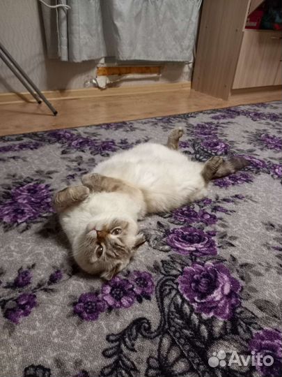 Вязка шотландская кошка