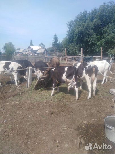 Продажа крс