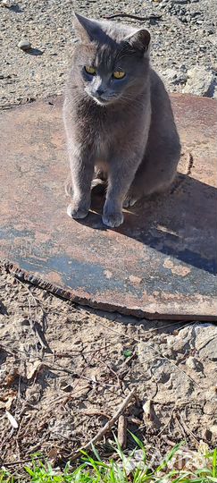 Кошки в добрые руки бесплатно