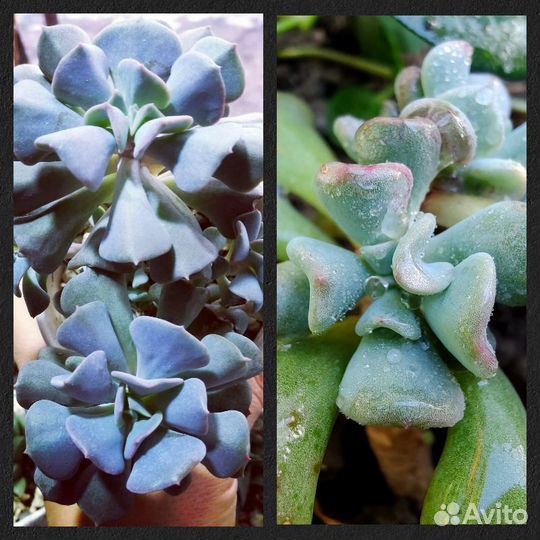 Суккуленты