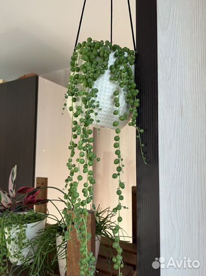 Крестовник роули