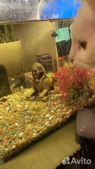 Аквариум с рыбками