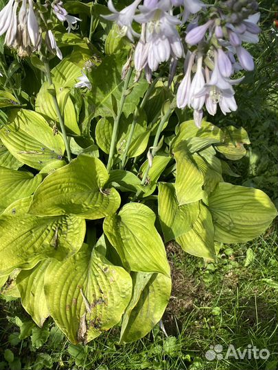 Хоста растение