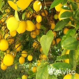 Лимонное дерево / Саженцы лимонного дерева