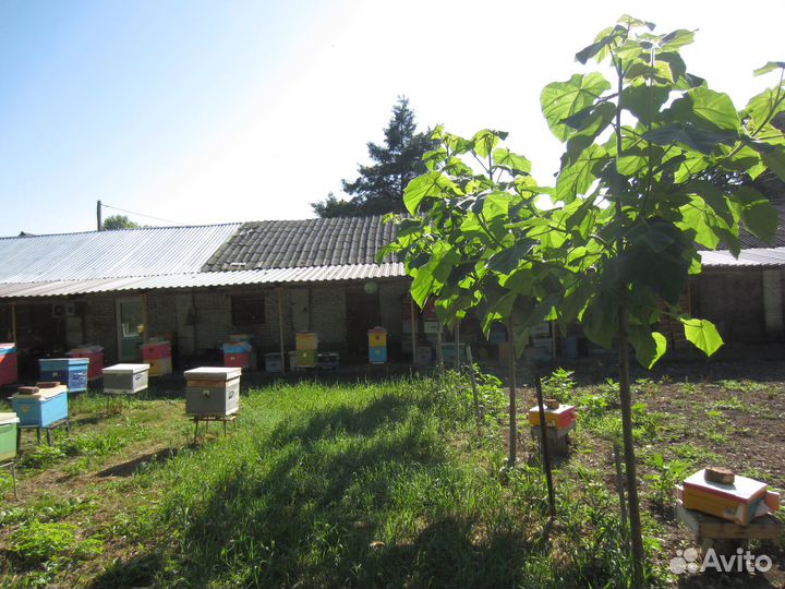 Пчелы улья пасеку