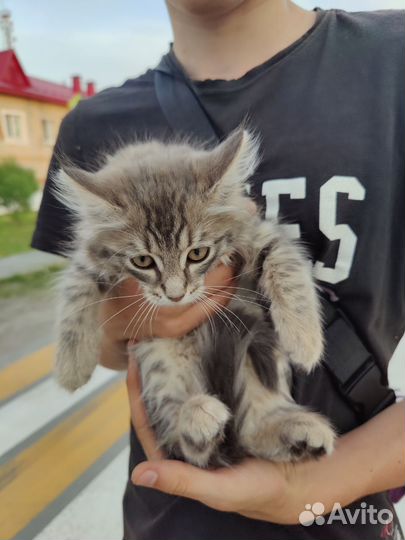 Кошки в добрые руки бесплатно
