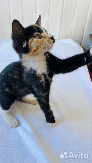 Котенок ищет дом