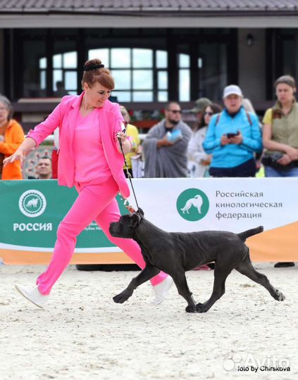 Хендлер, подготовка к выставке