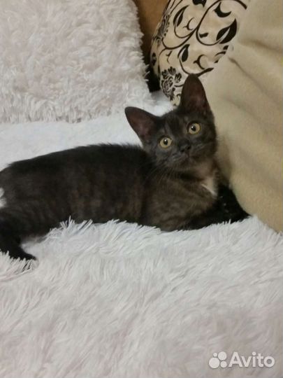 Кошечка в добрые руки