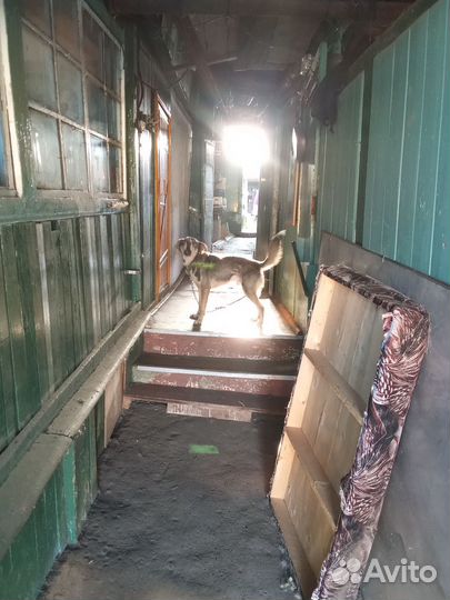 Сторожевой пес