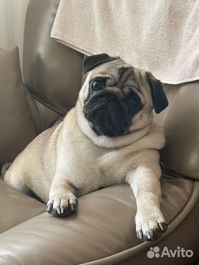 Мопс вязка мальчик