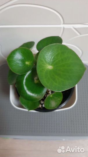 Пеперомия рейндроп