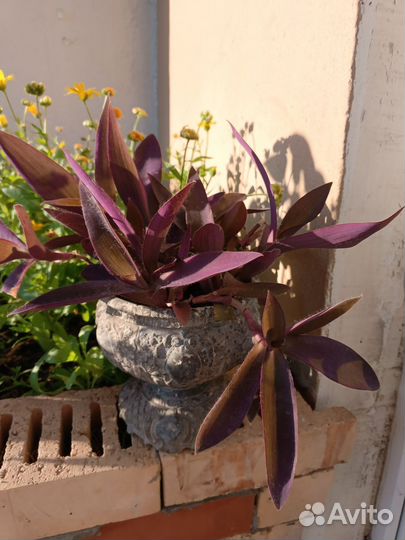 Сеткреазия пурпурная