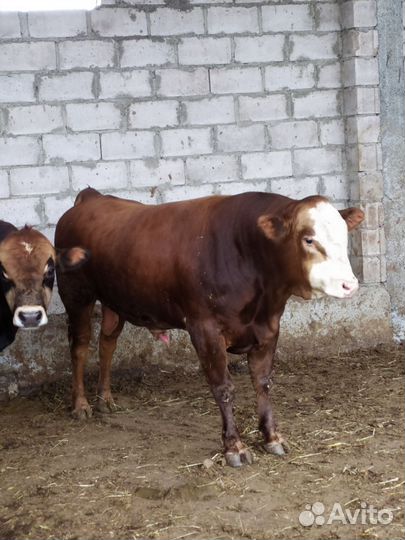 Бык Племьяной Лимузин