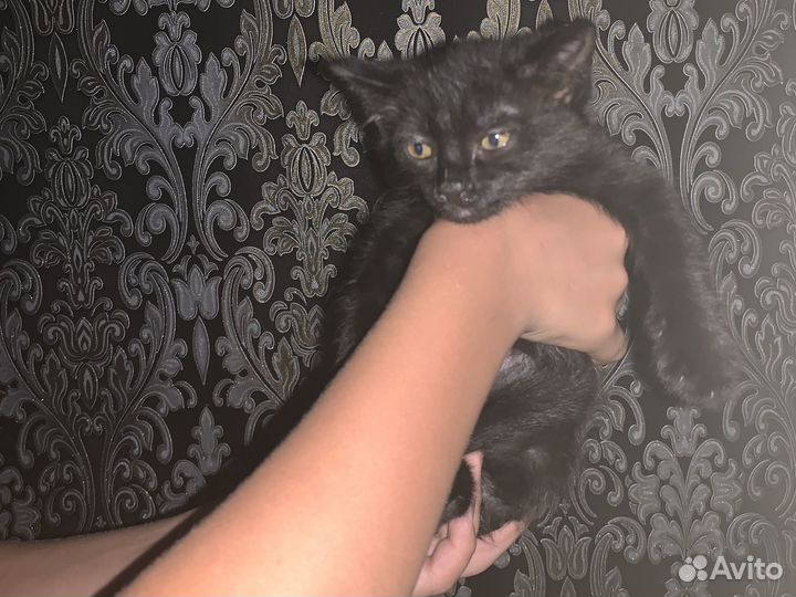 Котята в добрые руки бесплатно