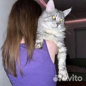 Длинный мягкий кот - картинки и фото rov-hyundai.ru