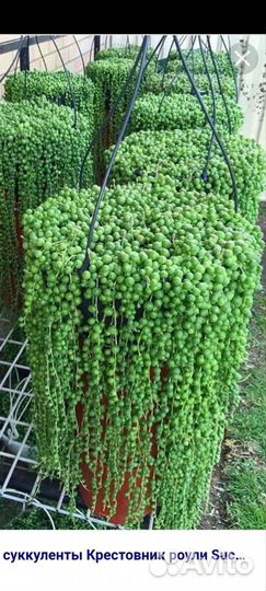 Крестовник роули