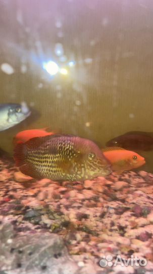 Акара бирюзовая