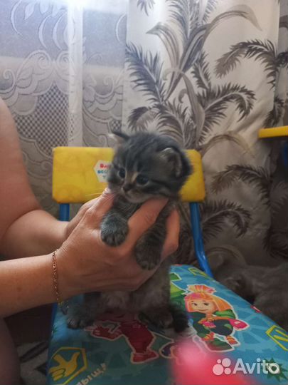 Кошка в дар бесплатно