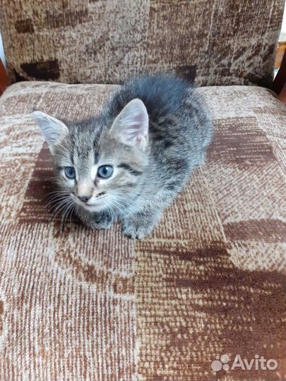 Мальчик-красавчик