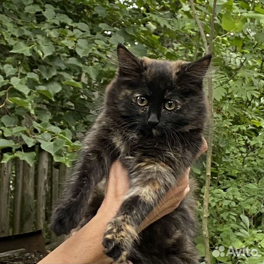 Котенок девочка 3 месяца